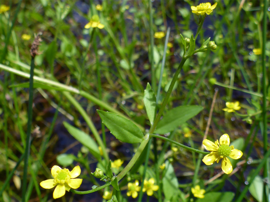 Three flowers