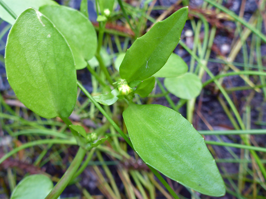 Leaves