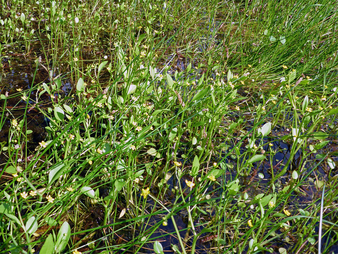 Plants in shallow water