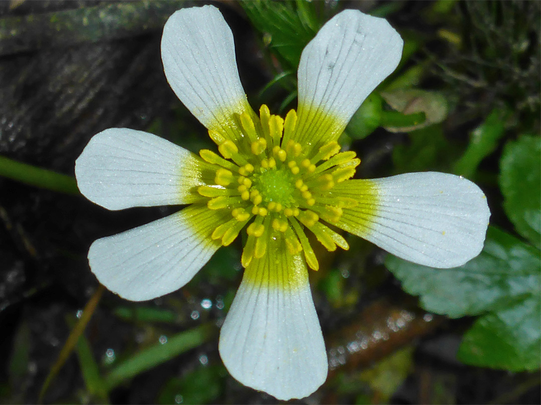 White and yellow flower