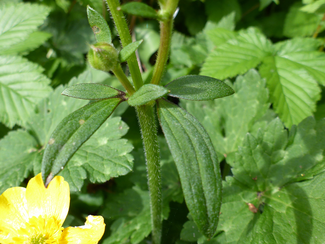 Stem and leaves