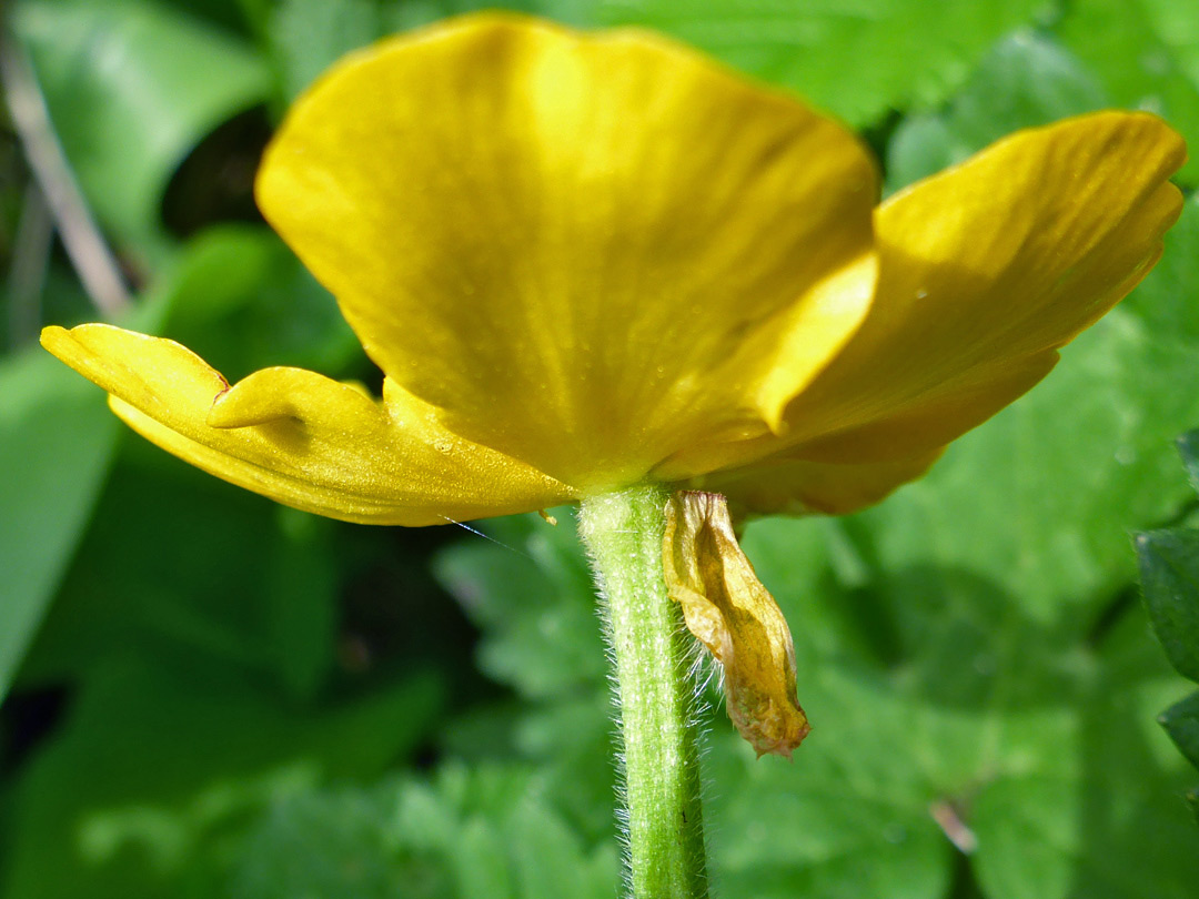 Base of a flower