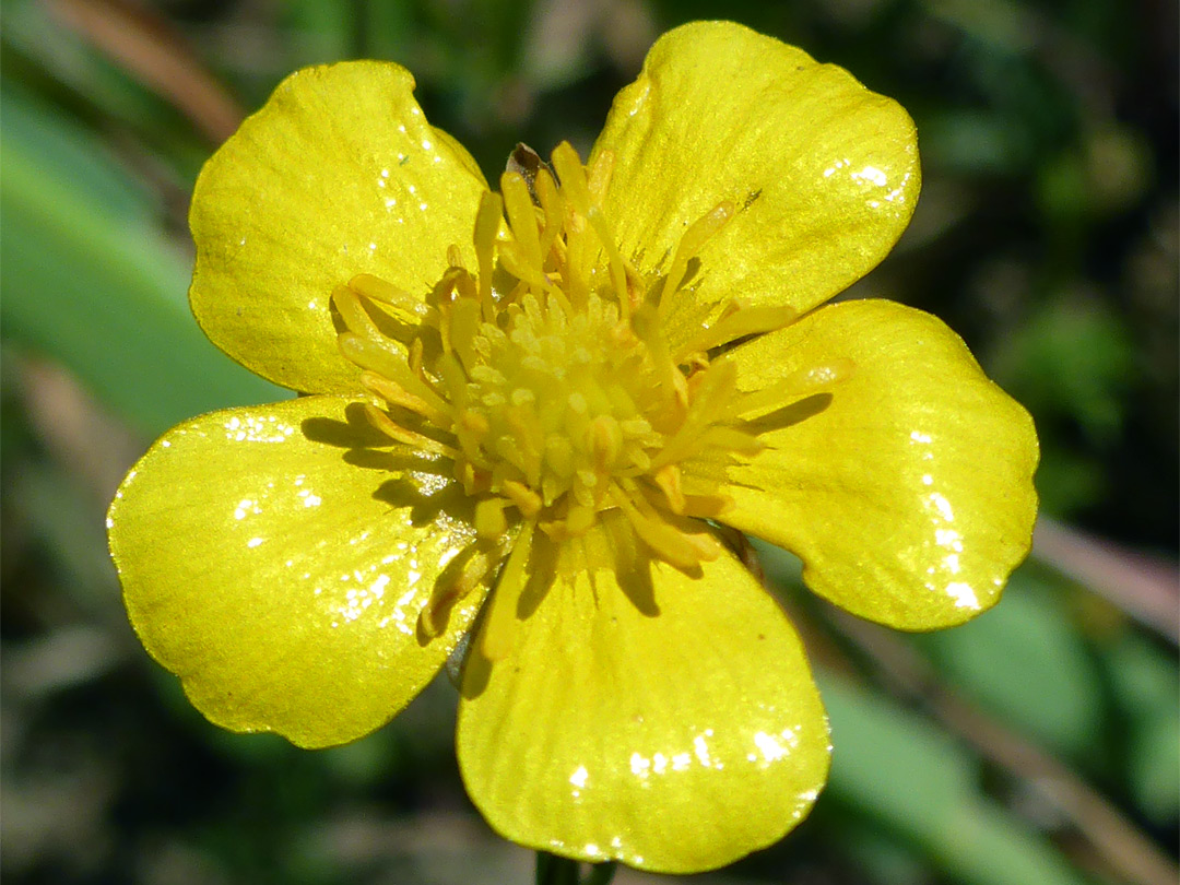 Shiny yellow petals