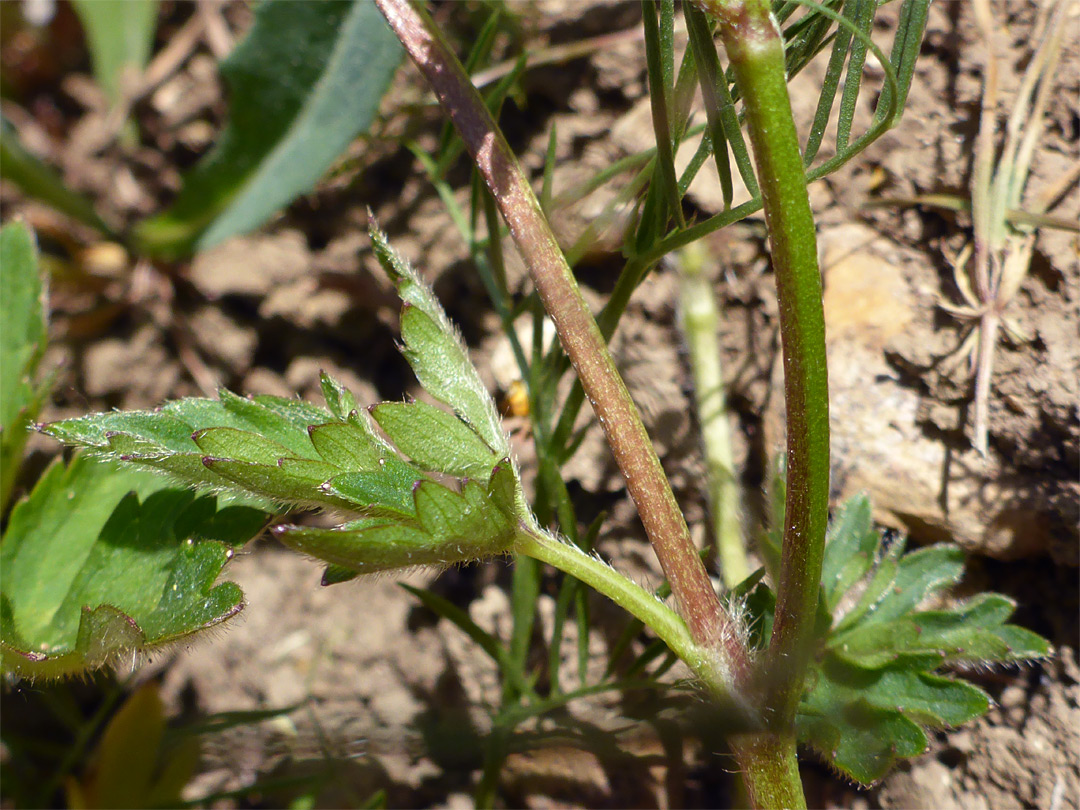 Stem and leaves