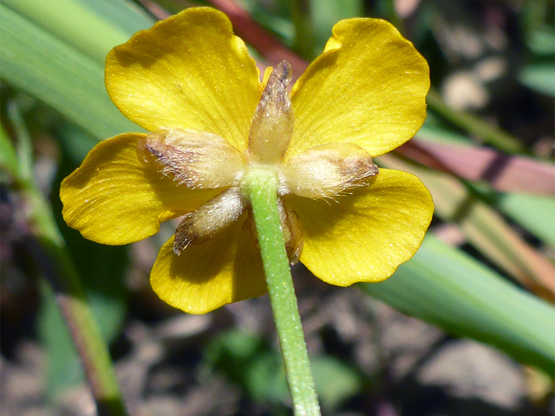 Sepals and petals