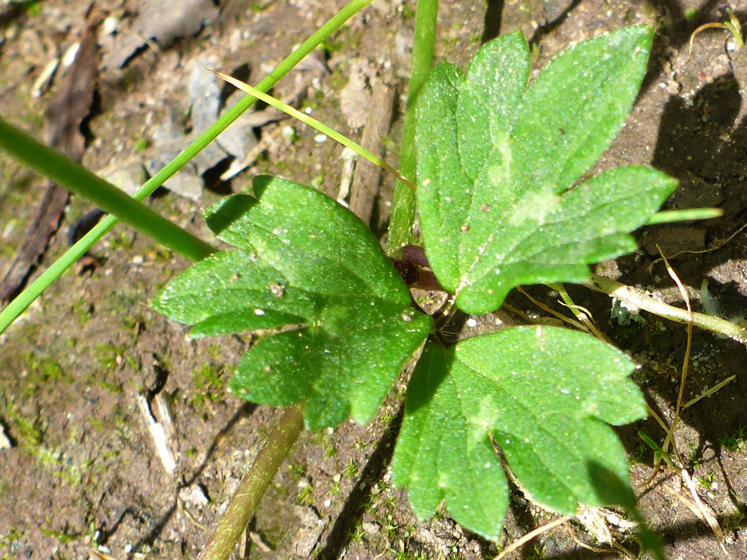 Trifoliate leaf