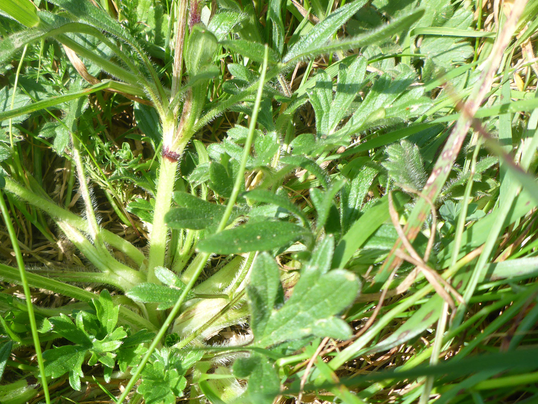 Stem and leaves