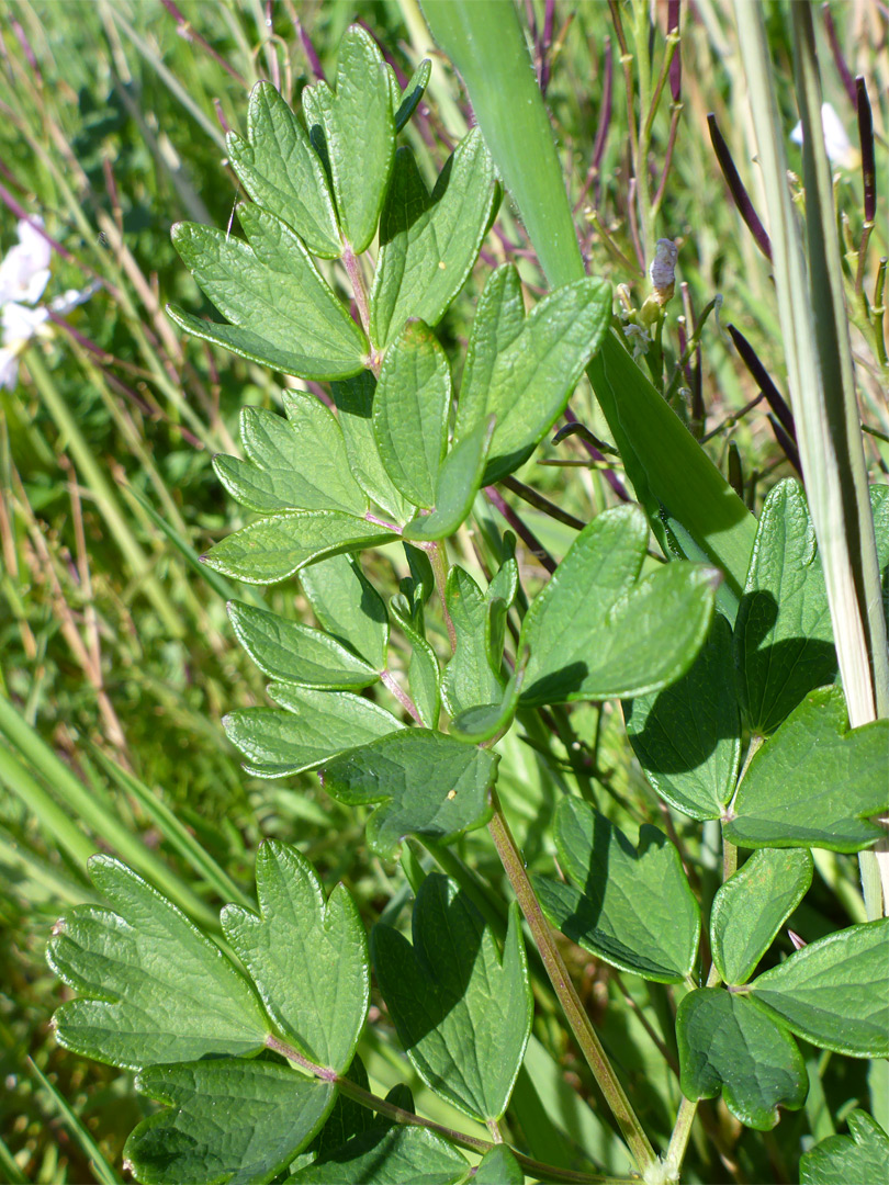 Leafy stem