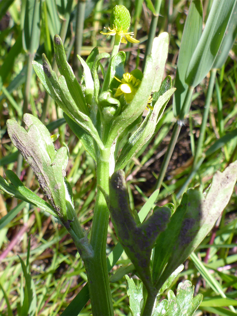 Top of a stem