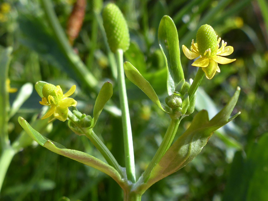 Three flowers