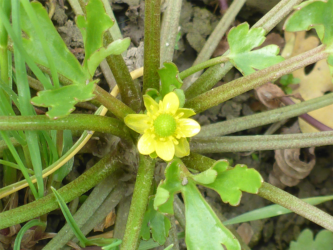 Celery-leaved buttercup