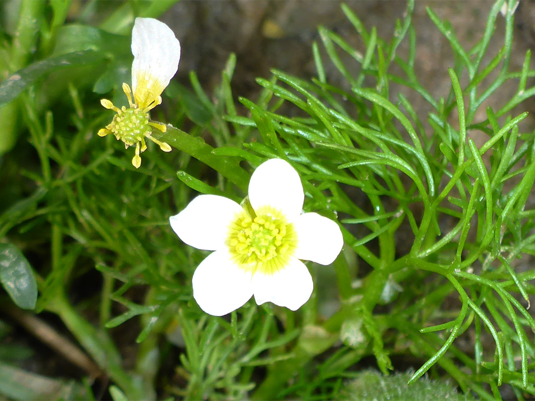 White and yellow flowers