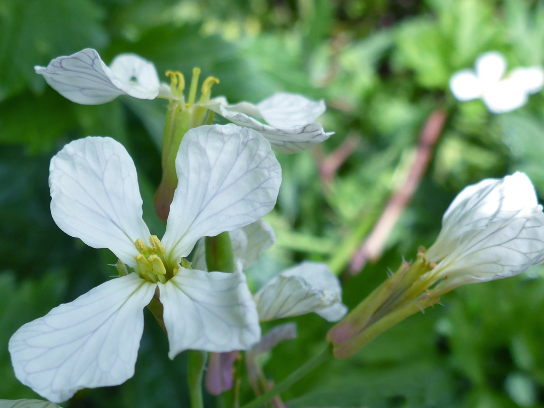 Veined petals