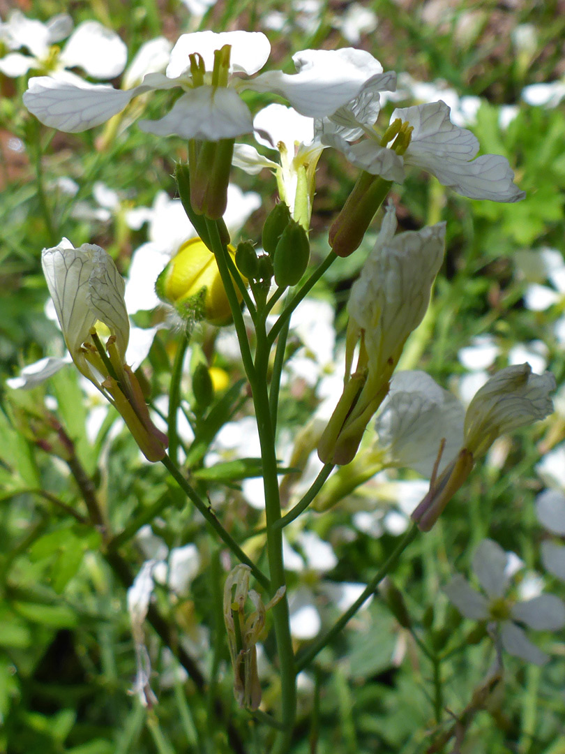 Flowering stem