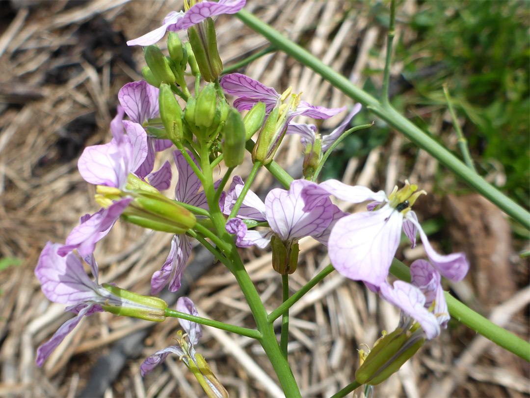 Calyces and corollas