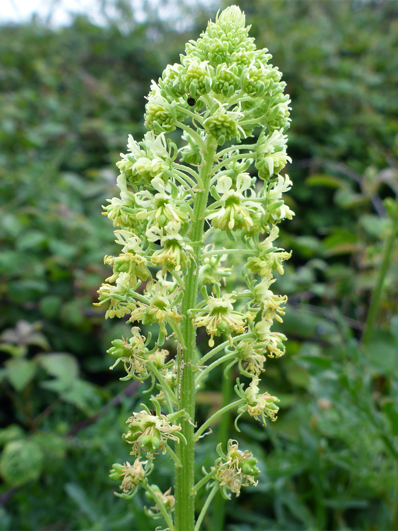 Wild mignonette