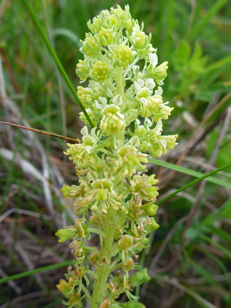 Inflorescence