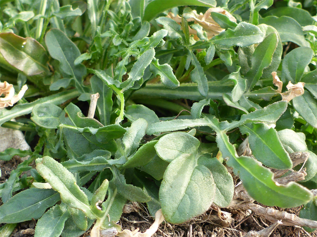 Lobed leaves