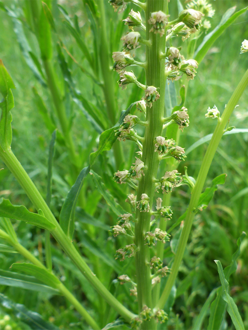 Stem and leaves