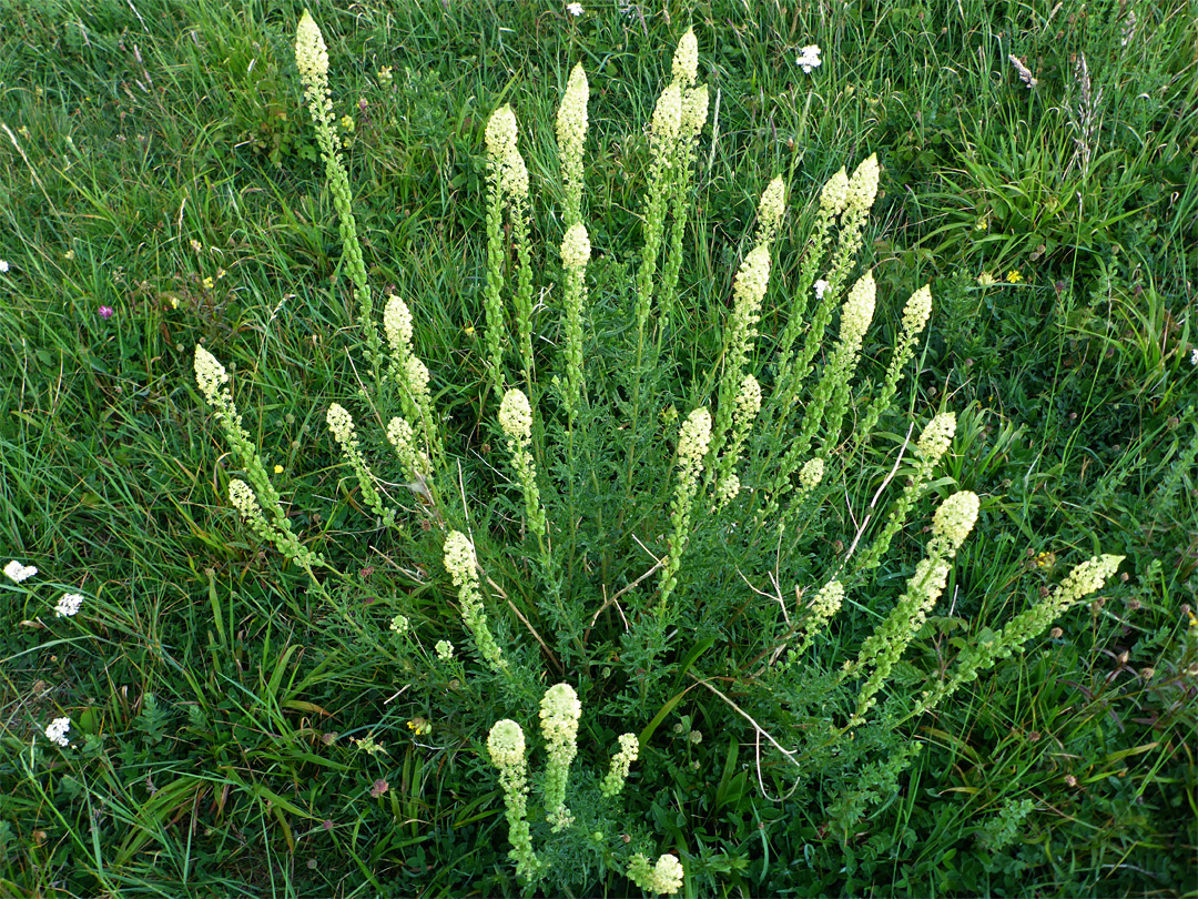 Flowering stems