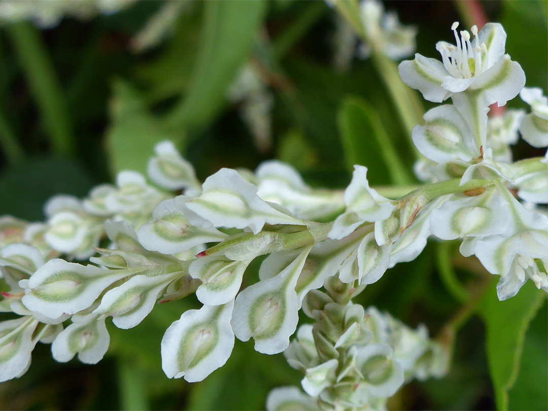 Flowers and fruit