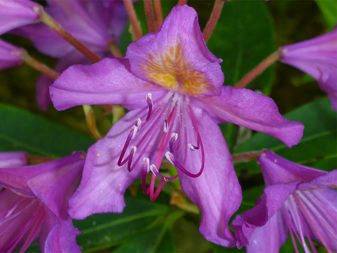 Pink flower