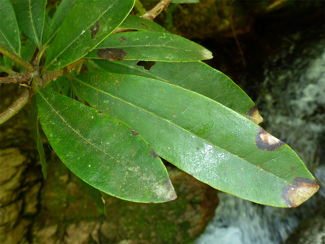 Ovate leaves