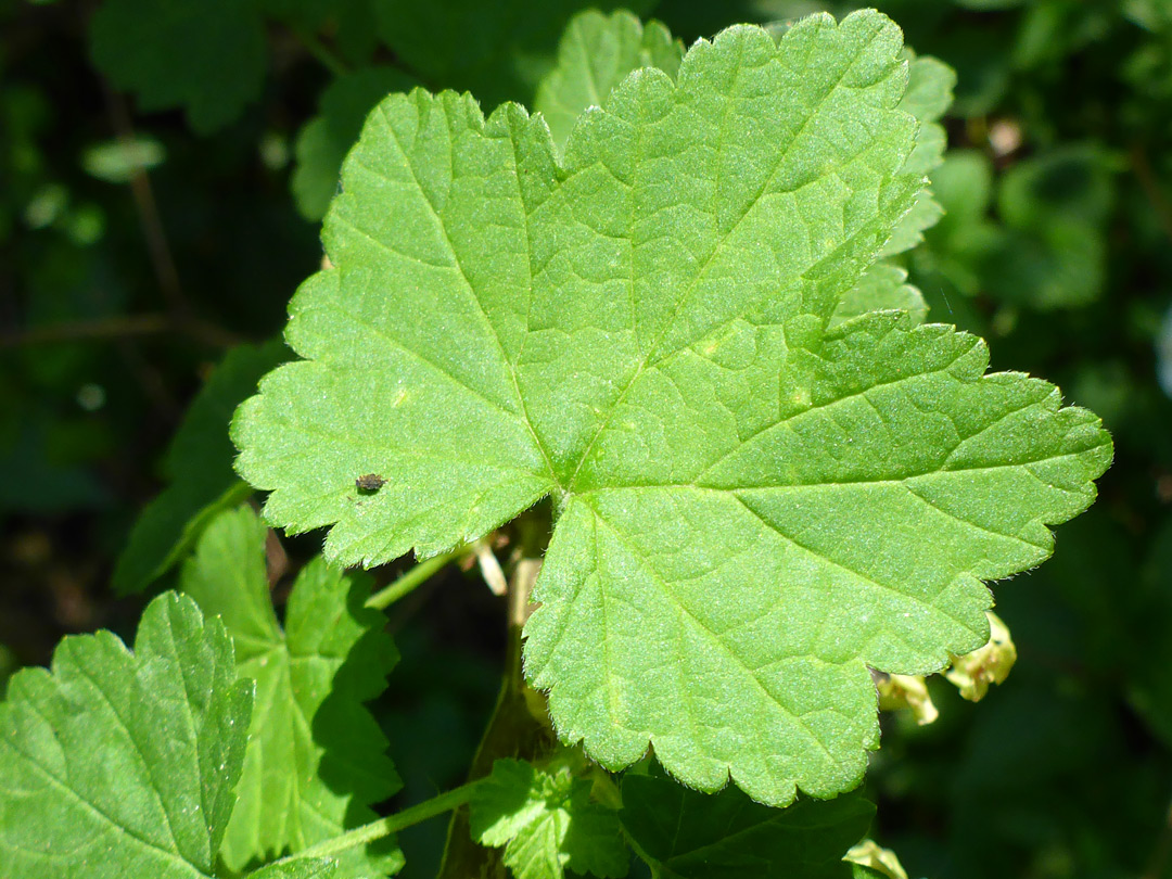 Toothed leaf