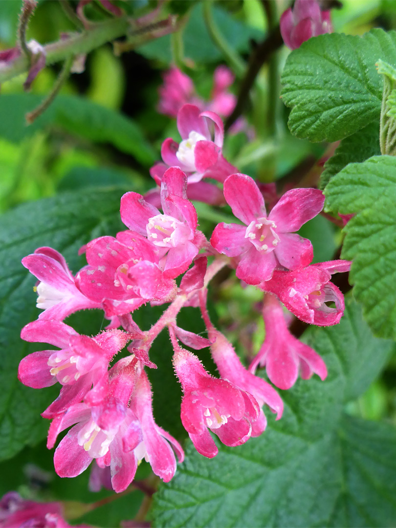 Inflorescence