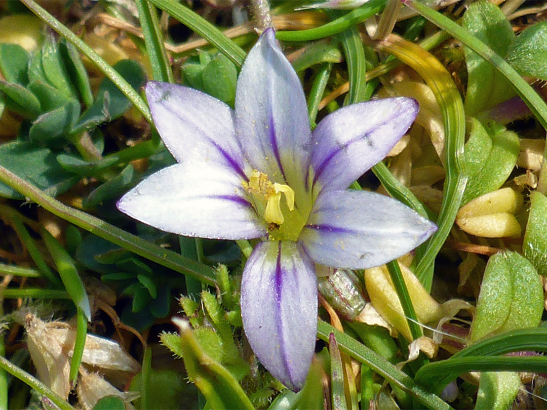 Pale petals