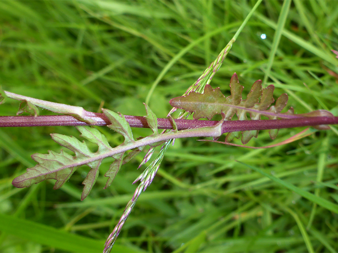 Stem leaves