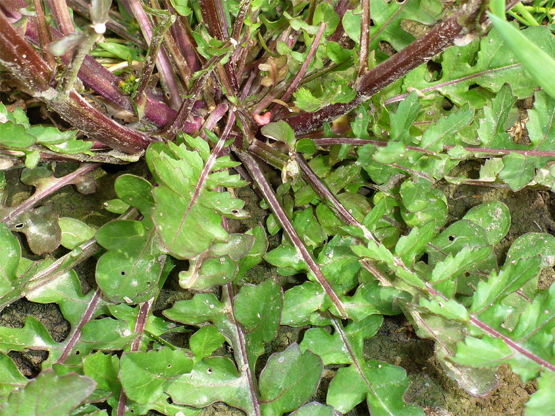 Basal leaves