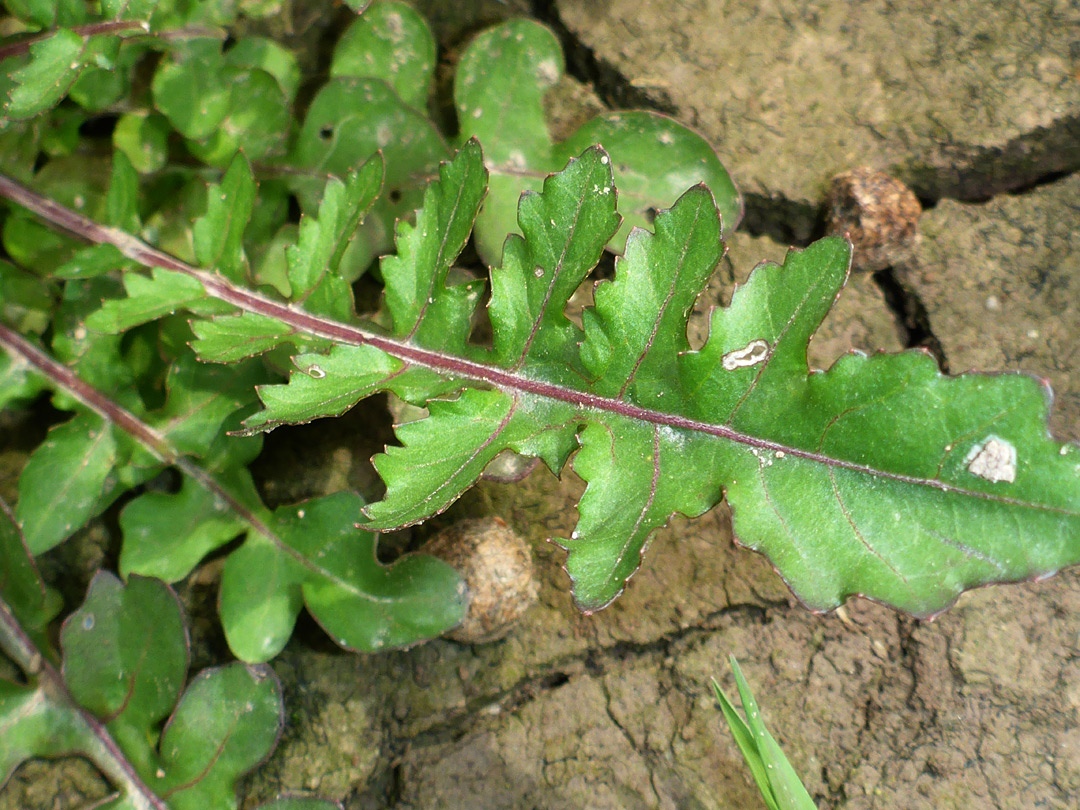 Pinnate leaf