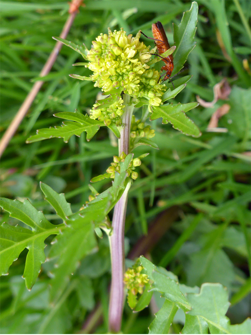 Leaves and flowers