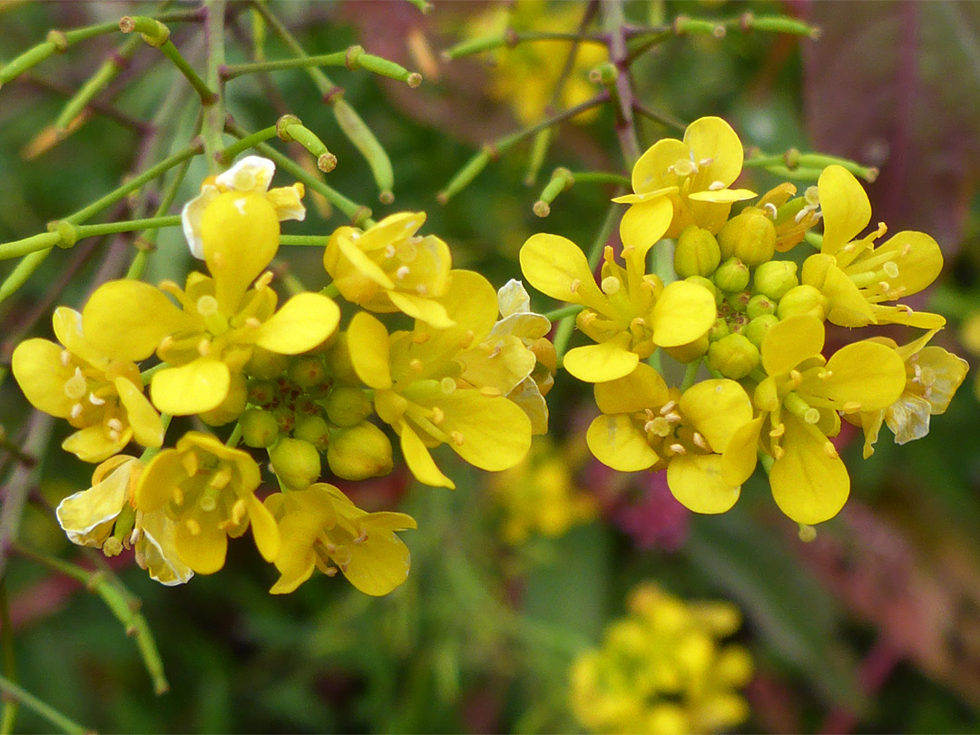 Yellow flowers