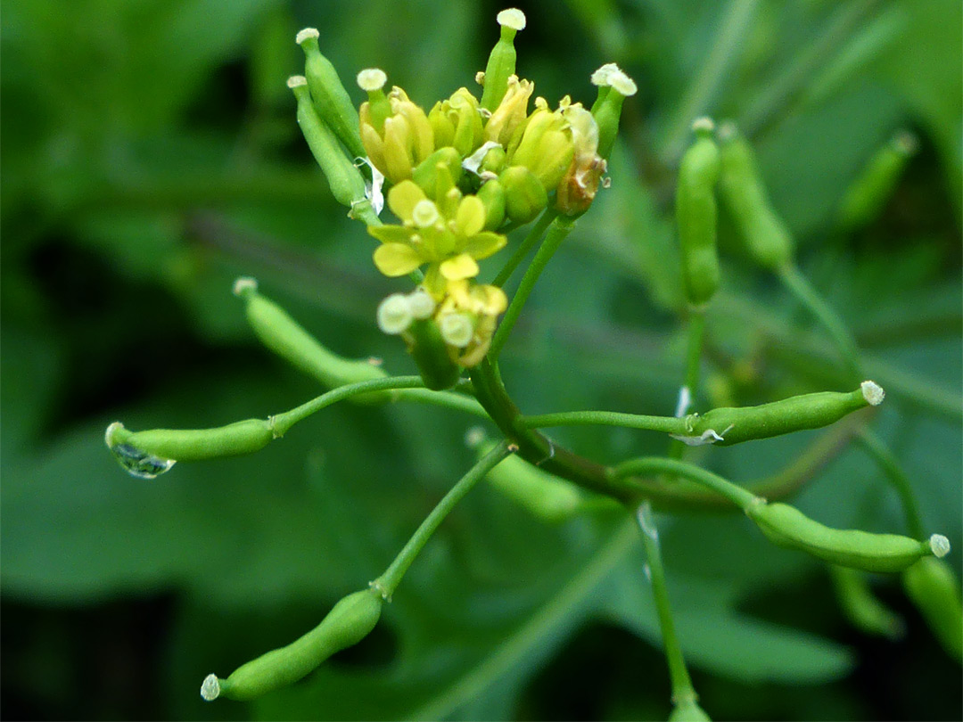 Green fruit