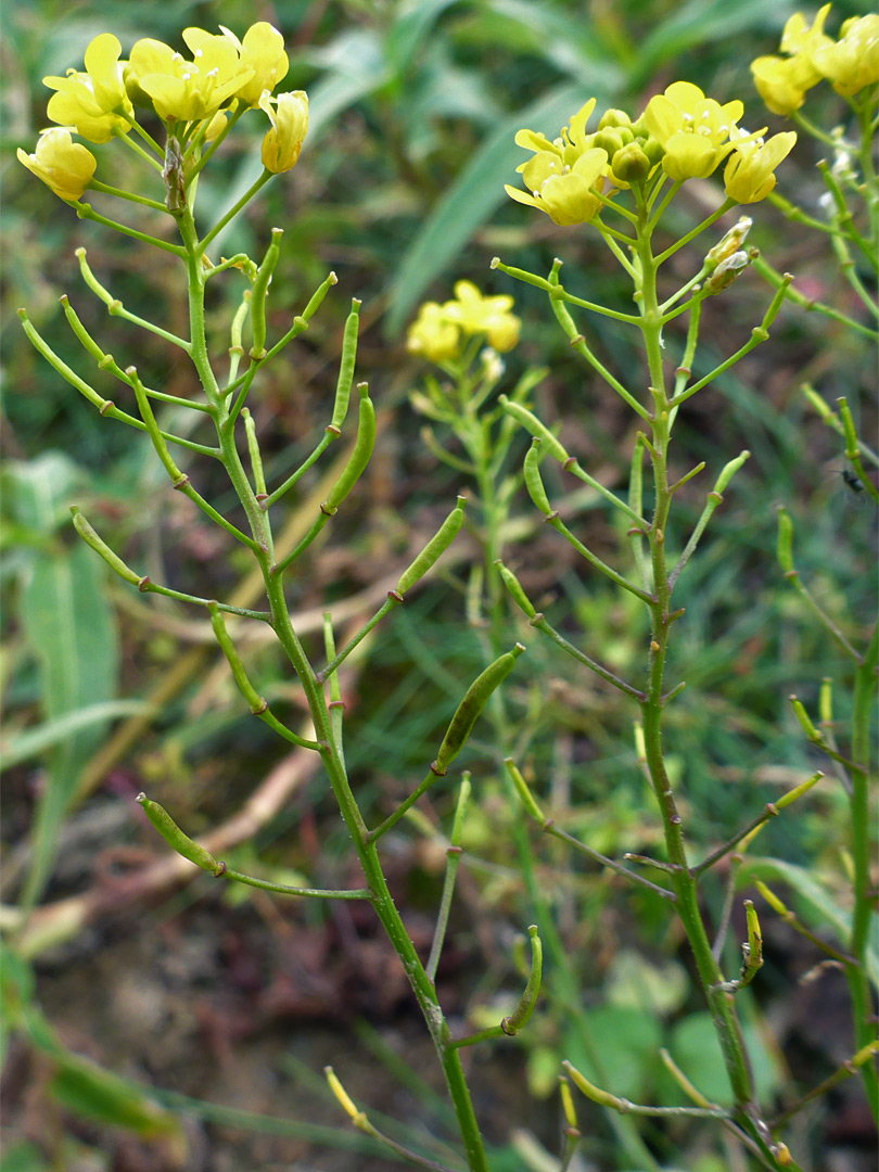 Flowering stems