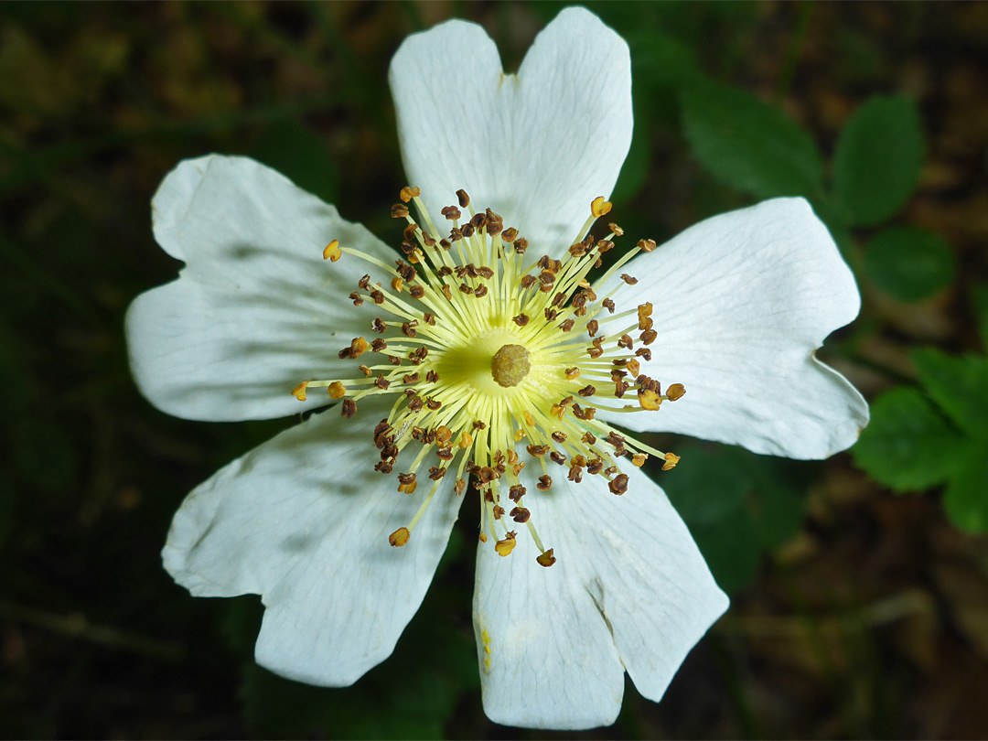 Clustered stamens