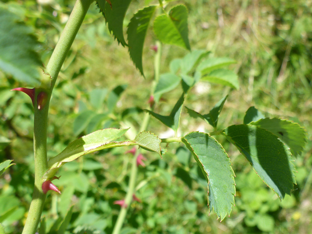 Stem and leaf