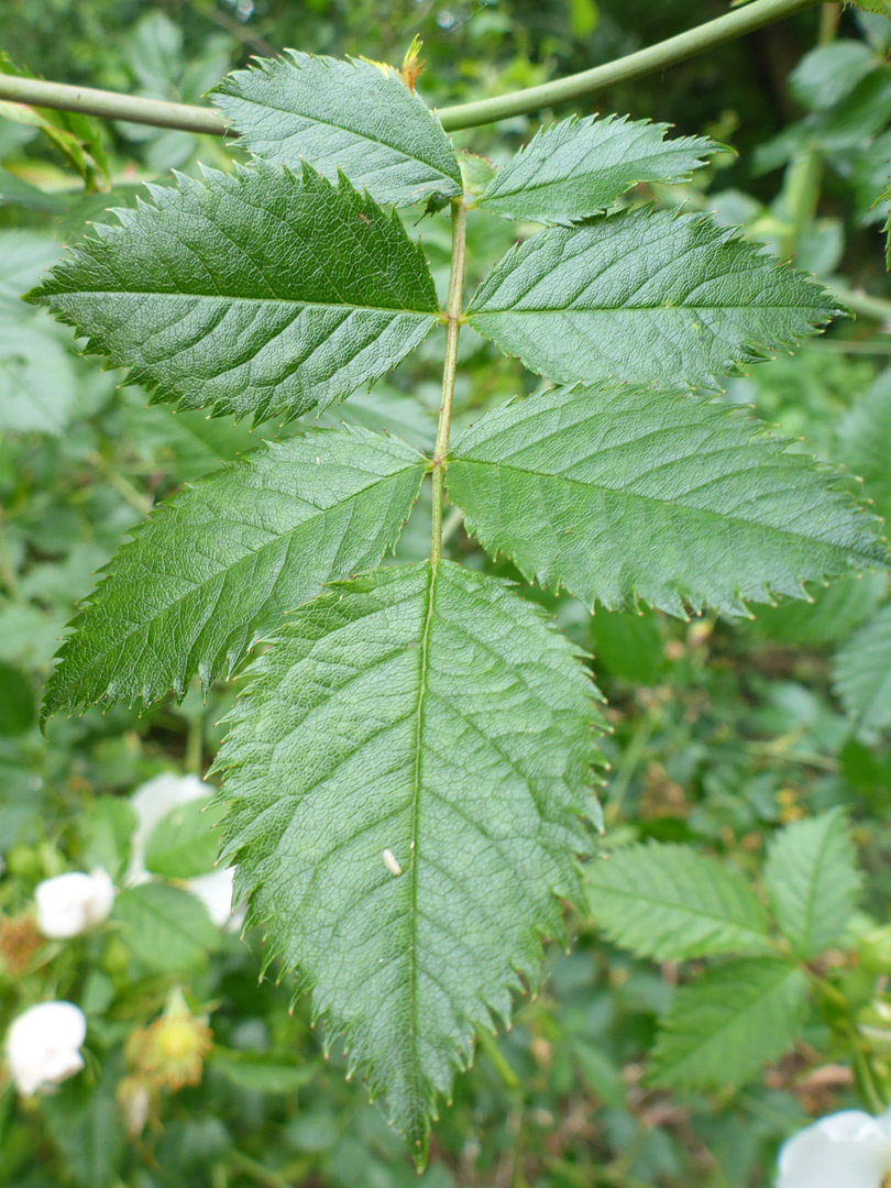 Toothed leaflets