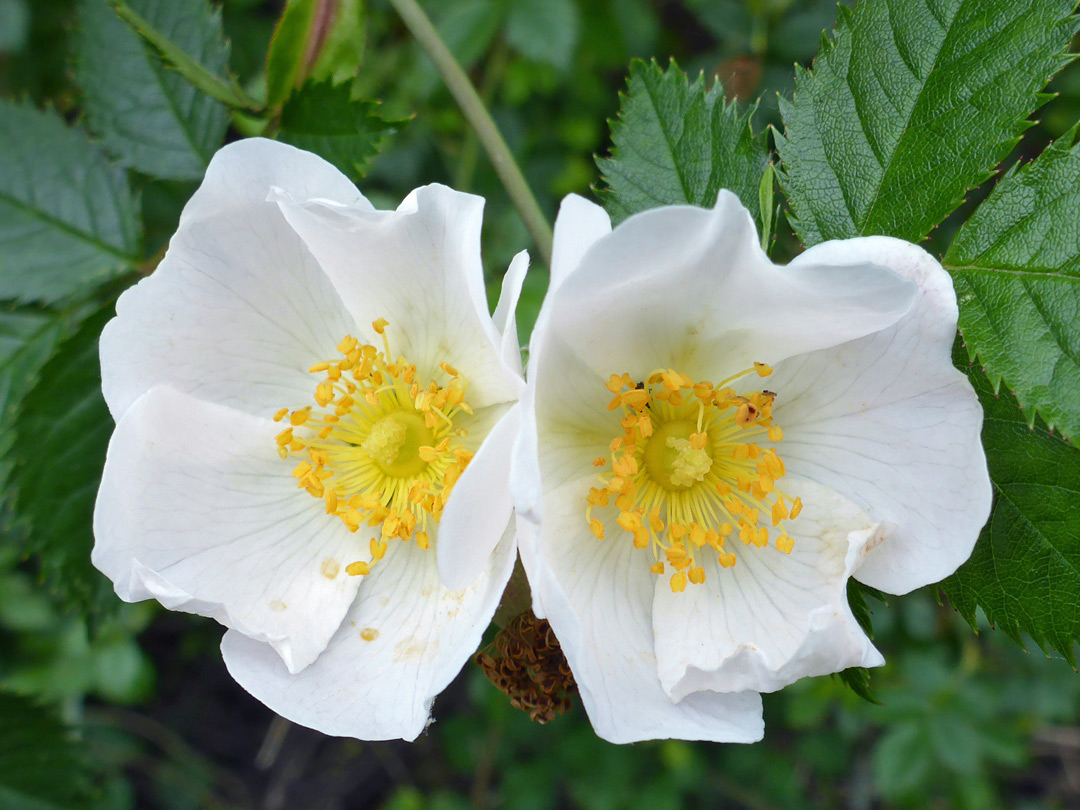 Two white flowers