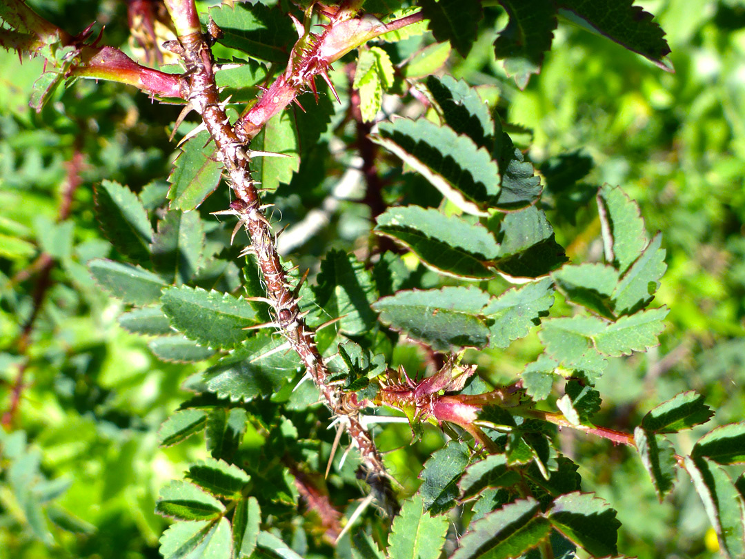 Prickly red stem