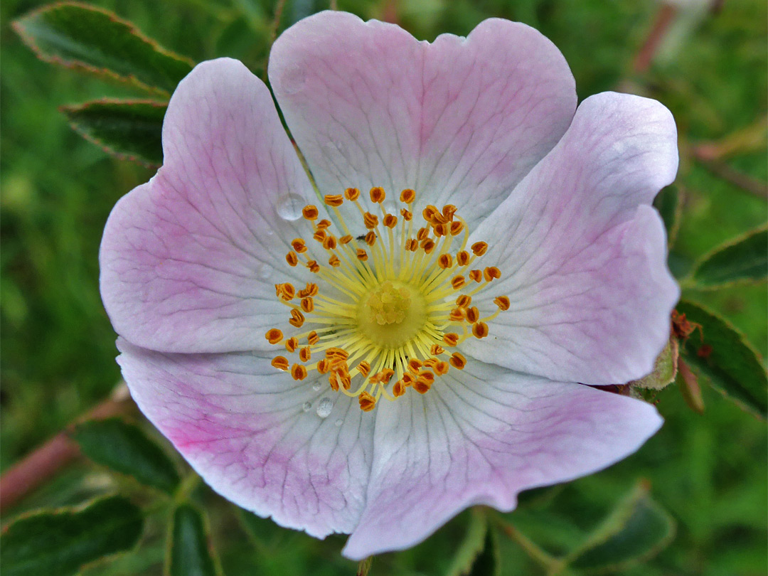 Five-petalled flower