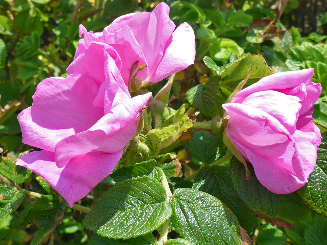 Three pink flowers