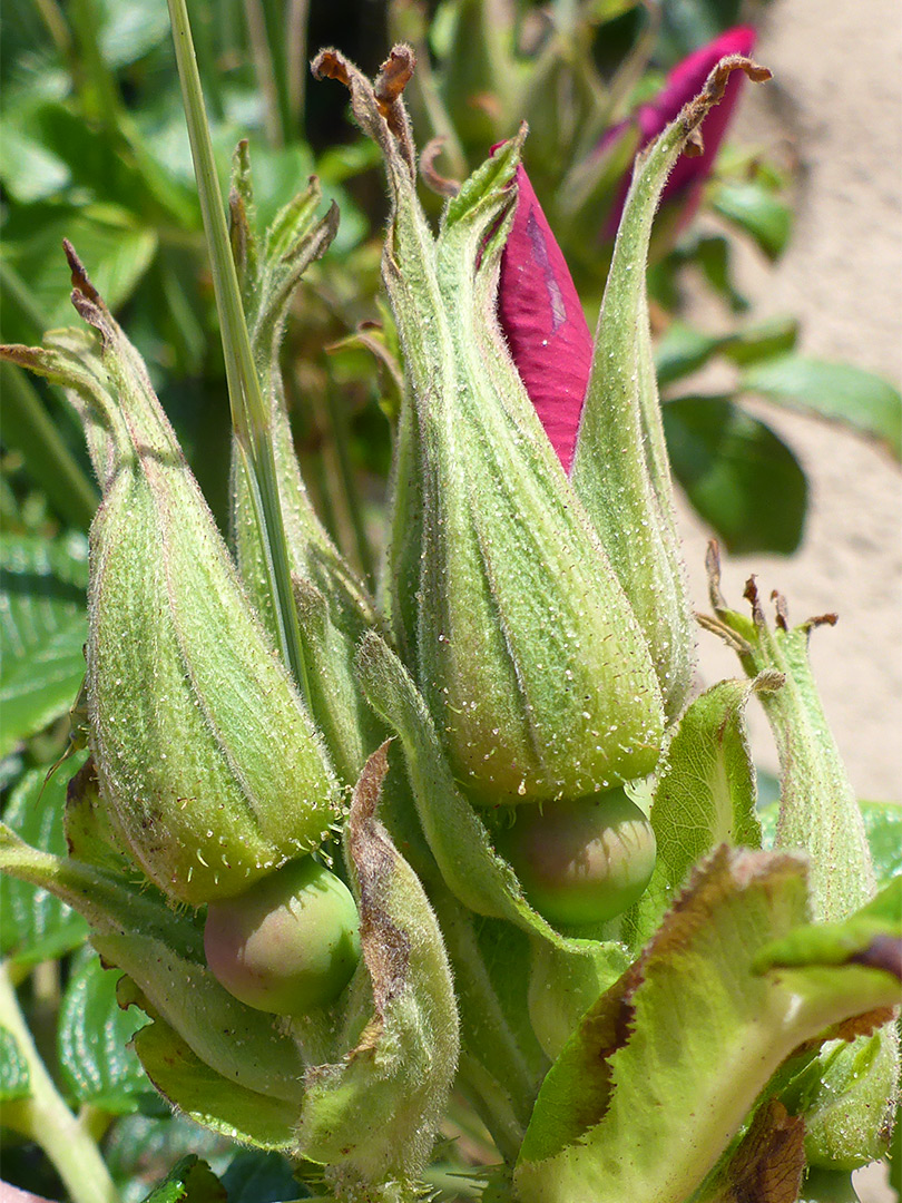 Developing fruits