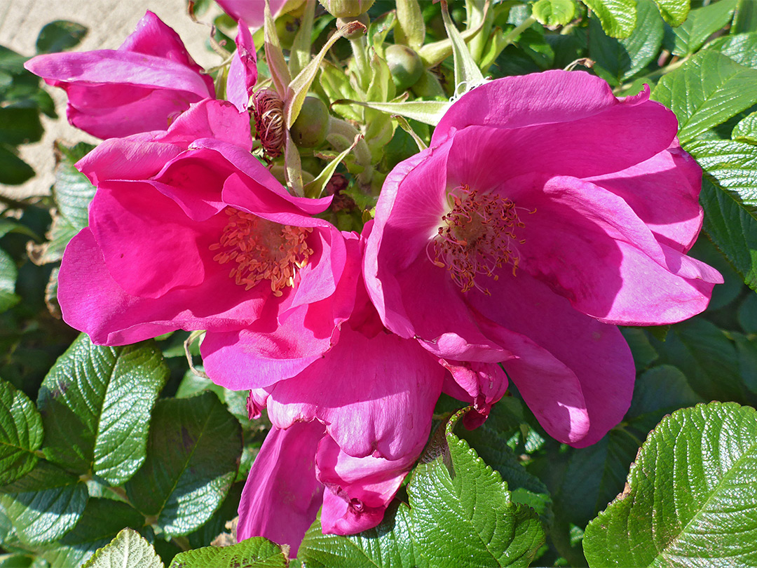 Clustered flowers