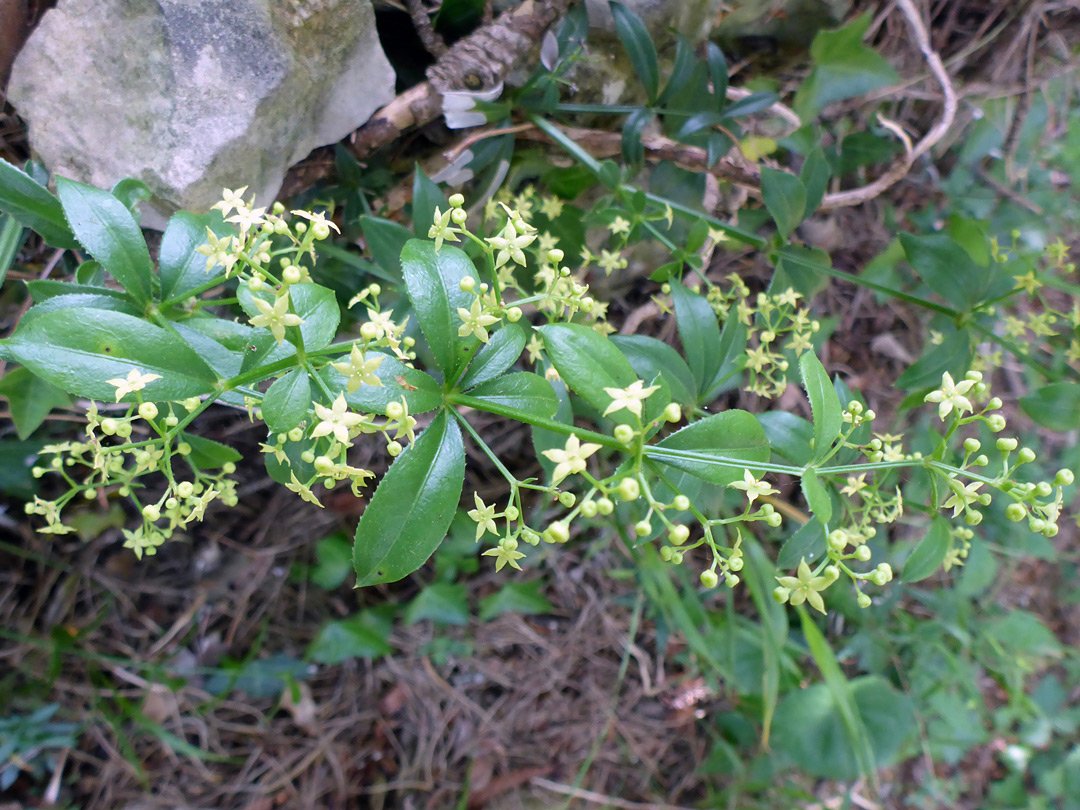 Flowers and leaves