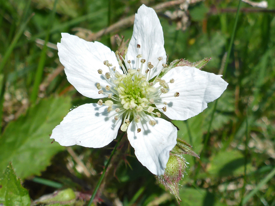 White flower