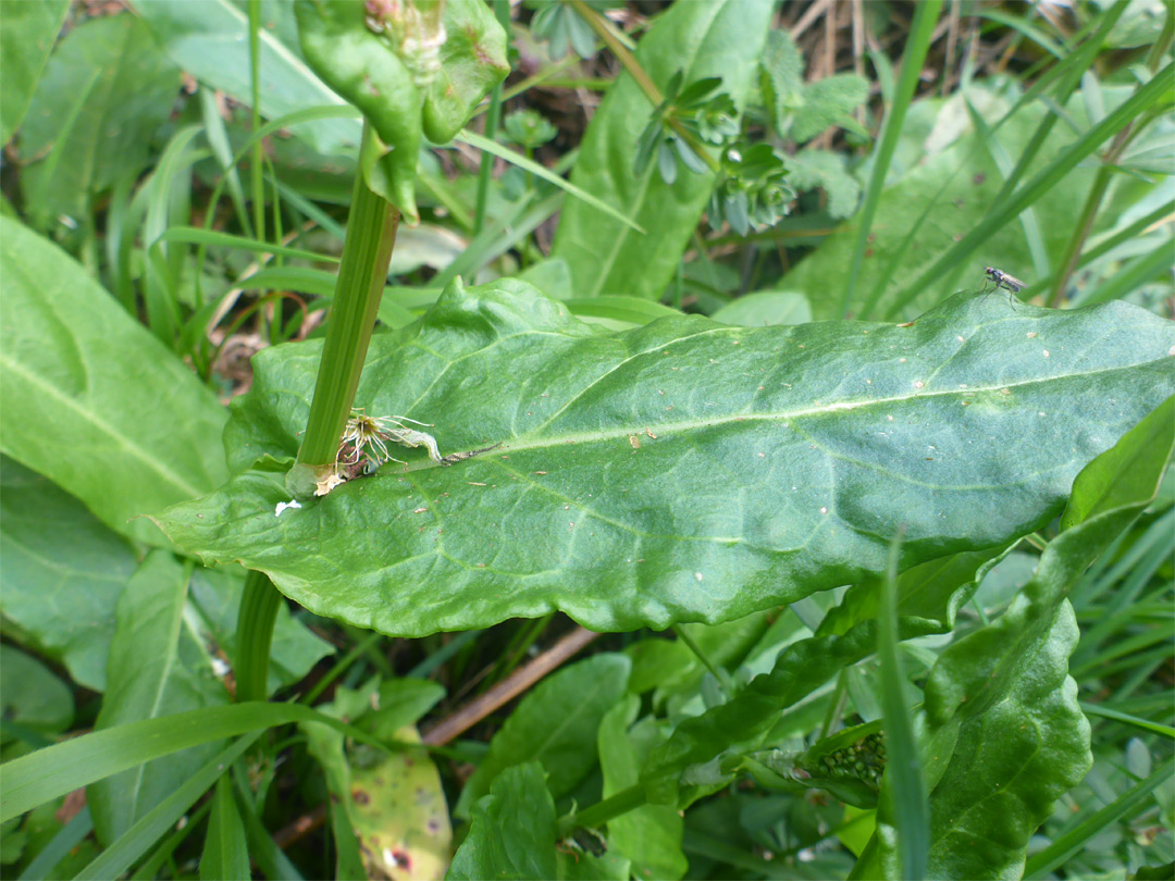 Stem and leaf