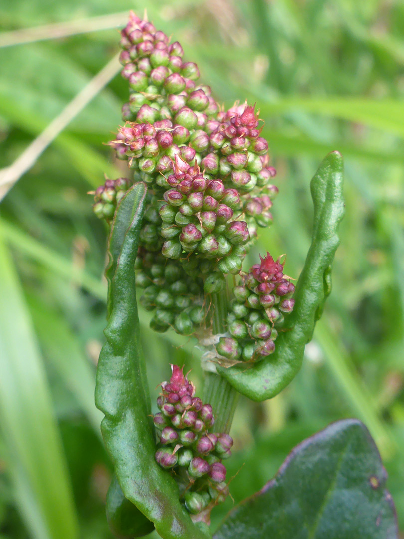 Developing inflorescence